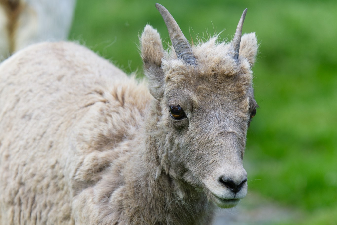 Goat 0503
